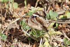 Junonia oenone