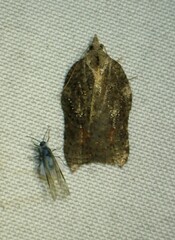 Acleris effractana