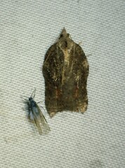 Acleris effractana