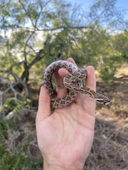Pantherophis emoryi
