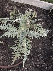 Chaenactis douglasii