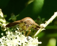 Hyblaeoidea