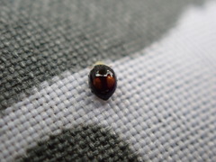 Serangium maculigerum