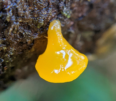 Dacrymyces capitatus