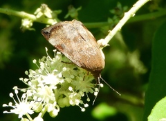 Hyblaeoidea