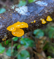 Dacrymyces capitatus