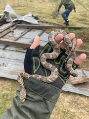 Pantherophis emoryi