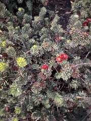 Melaleuca citrina