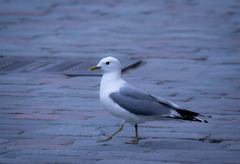 Larus canus
