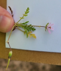 Erodium crinitum