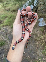 Lampropeltis annulata