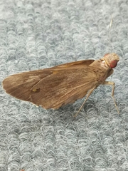 Erionota thrax