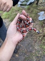Lampropeltis annulata