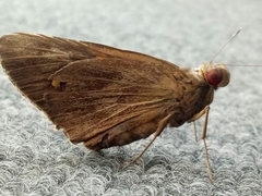 Erionota thrax