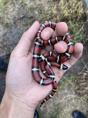 Lampropeltis annulata