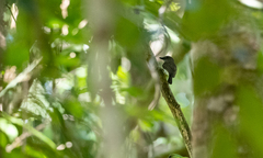 Pachycephala cinerea