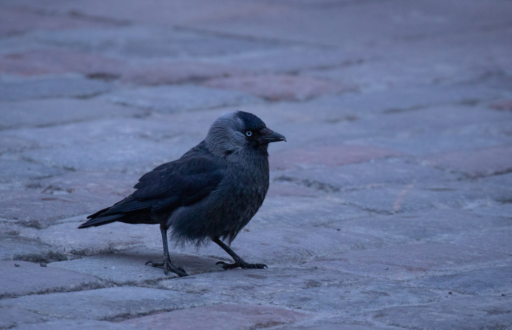 Eurasian Jackdaw from Vanalinn, Tallinn, Estonia on May 15, 2022 at 08: ...