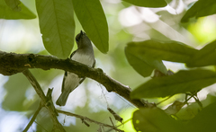 Pachycephala cinerea