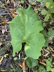 Arctium lappa