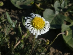 Brachyscome ciliaris