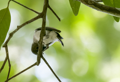 Pachycephala cinerea