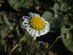 Brachyscome ciliaris