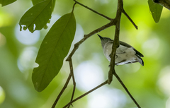 Pachycephala cinerea