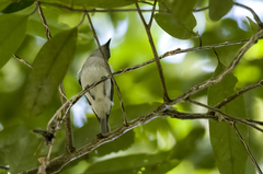 Pachycephala cinerea