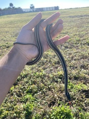 Thamnophis proximus orarius