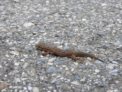 Hemidactylus bowringii