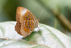 Taxila haquinus