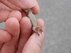 Hemidactylus bowringii