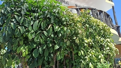 Polyscias guilfoylei