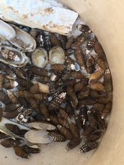 Semisulcospira gredleri
