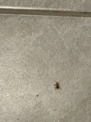 Shelfordella lateralis