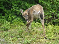Odocoileus hemionus sitkensis