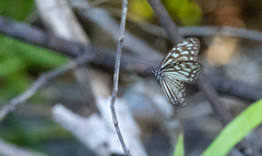 Ideopsis vulgaris