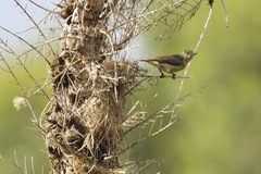 Anthreptes rubritorques