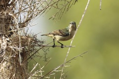 Anthreptes rubritorques