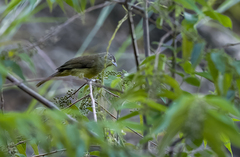 Iole palawanensis