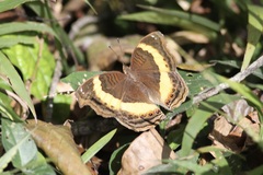 Junonia terea