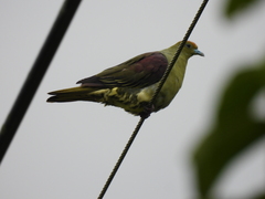 Treron formosae formosae