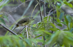 Iole palawanensis