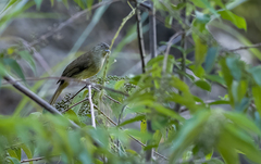 Iole palawanensis