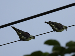 Treron formosae formosae