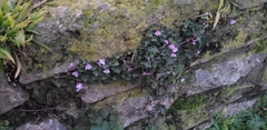 Cymbalaria