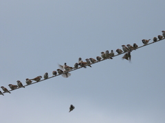 Passer montanus saturatus