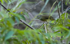 Iole palawanensis