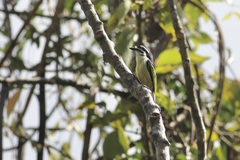 Pogoniulus bilineatus