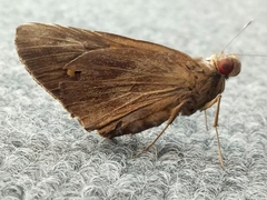 Erionota thrax